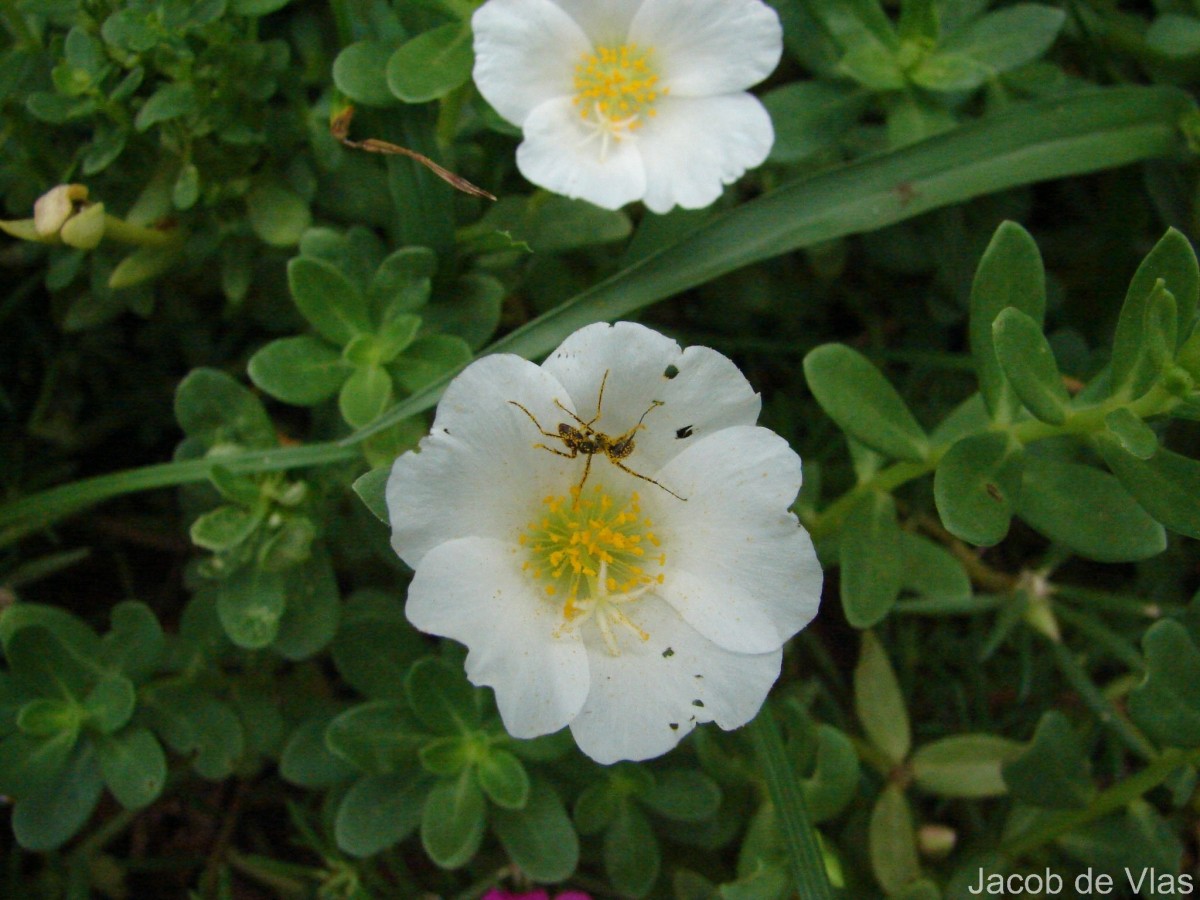 Portulaca oleracea L.